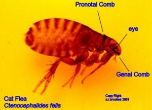 Niagara’s Flea & Tick Season Underway: 8 Natural Flea Treatments