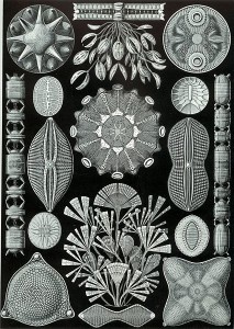 Haeckel Diatomea